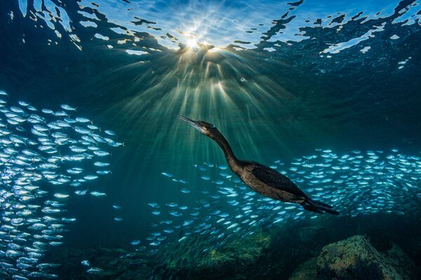 Снимок Strange Encounters фотографа Hannes Klostermann, занявший четвертое место в категории Marine Life Behavior конкурса 2019 Ocean Art Underwater Photo - Sputnik Молдова