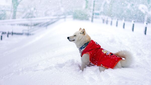 Un câine se bucură de zăpadă - Sputnik Moldova