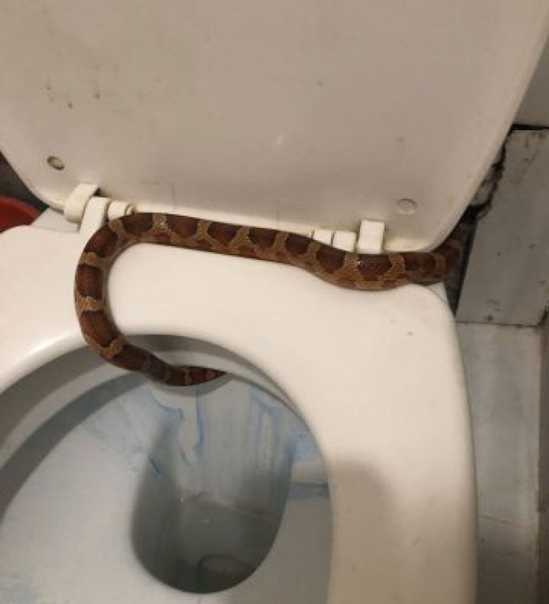 Как какают змеи фото. Змея выползла из унитаза. Змея выползает из туалета.