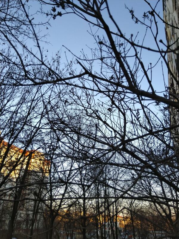 Молдавская аномалия: в январе в Кишиневе распускаются почки деревьев - фото - Sputnik Молдова