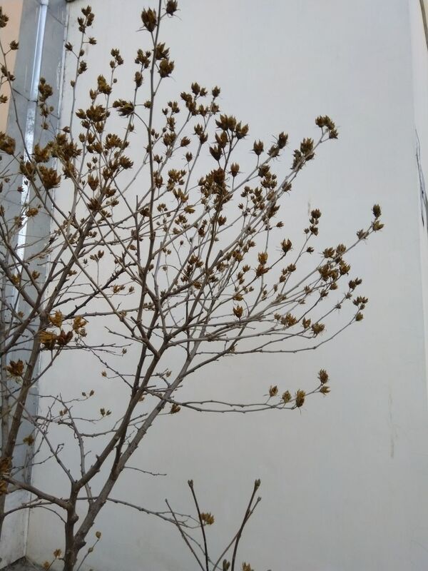 Молдавская аномалия: в январе в Кишиневе распускаются почки деревьев - фото - Sputnik Молдова