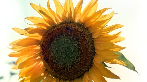 Подсолнух. - Sputnik Молдова