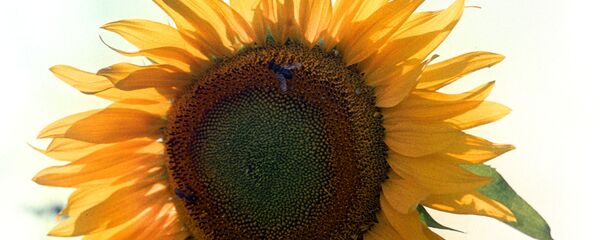 Подсолнух. Подсолнух. - Sputnik Молдова