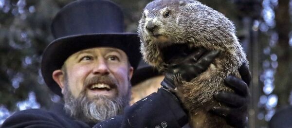 Сурок Фил из Панксатони - Sputnik Молдова