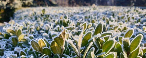 Растения, покрытые инеем - Sputnik Moldova