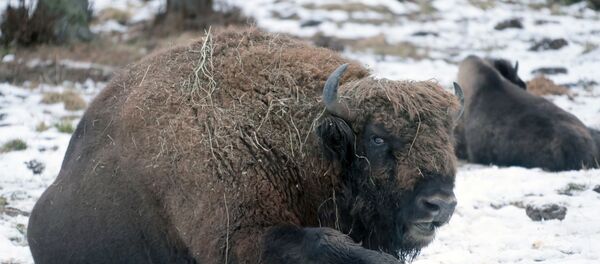 Питомник зубров в Приокско-террасном заповеднике - Sputnik Moldova