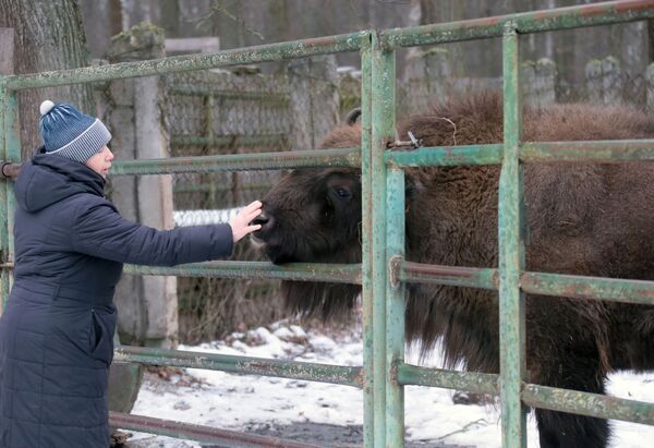 Reîntoarcerea bizonilor în Rusia: Cum a fost restabilită o specie dispărută Reîntoarcerea bizonilor în Rusia: Cum a fost restabilită o specie dispărută - Sputnik Moldova-România