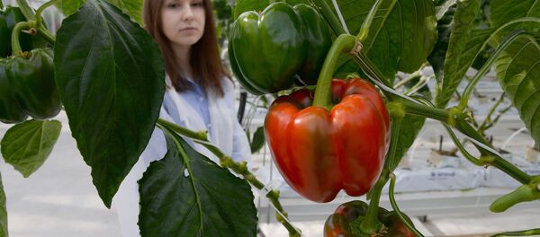 Перец Перец - Sputnik Moldova