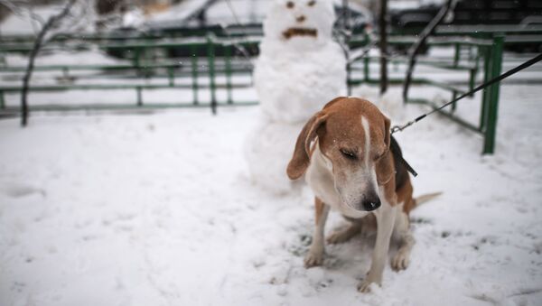 Câine, om de zăpadă  - Sputnik Moldova
