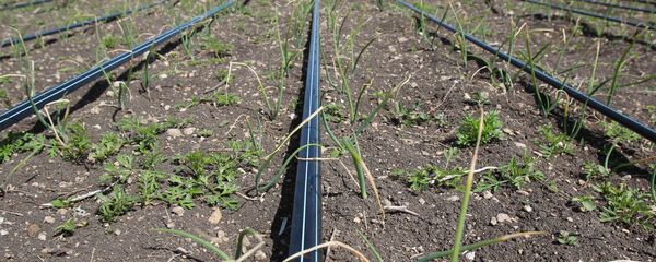 Ситуация с пресной водой в Крыму - Sputnik Moldova