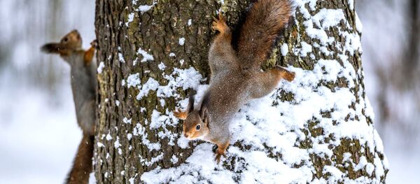 Снег - Sputnik Moldova