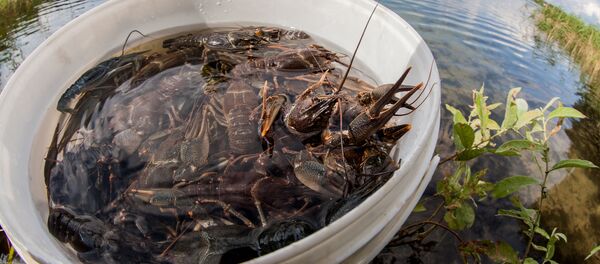 Лов раков - Sputnik Молдова