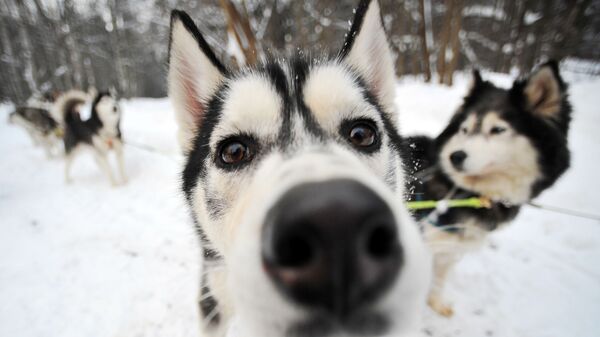 Собаки зимой - Sputnik Молдова