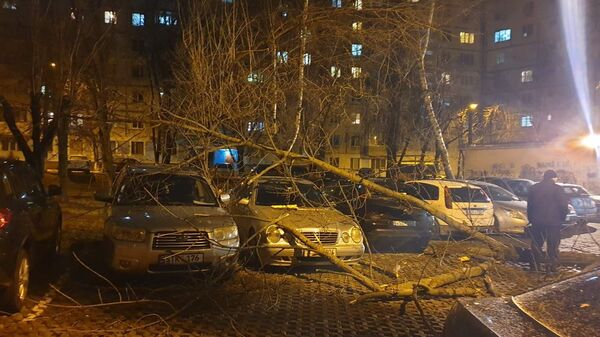 Последствие стихии: сильный ветер повалил деревья в Кишиневе - Sputnik Молдова