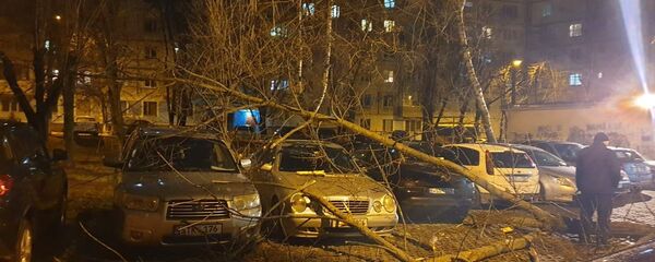 Последствие стихии: сильный ветер повалил деревья в Кишиневе Последствие стихии: сильный ветер повалил деревья в Кишиневе - Sputnik Молдова