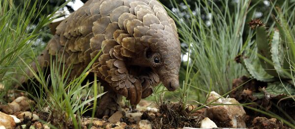 Африканский ящер панголин Африканский ящер панголин - Sputnik Молдова