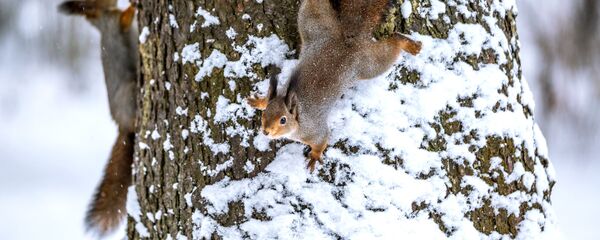 Снег - Sputnik Moldova