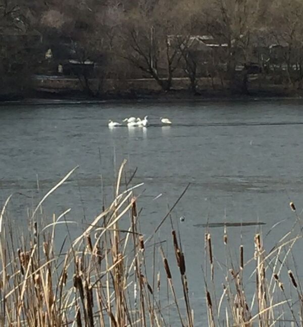 Mai multe lebede au fost salvate de la moarte în Orhei – foto  - Sputnik Moldova