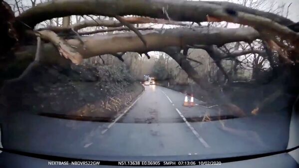 Дерево, поваленное во время шторма Сиара в Великобритании. - Sputnik Moldova