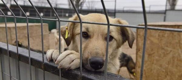 Ион Чебан принял участие в открытии нового комплекса, предназначенного для размещения бездомных собак из столицы, площадью 800 м². Ион Чебан принял участие в открытии нового комплекса, предназначенного для размещения бездомных собак из столицы, площадью 800 м². - Sputnik Молдова