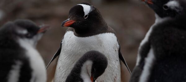 Колония субантарктических пингвинов в Антарктике Колония субантарктических пингвинов в Антарктике - Sputnik Молдова