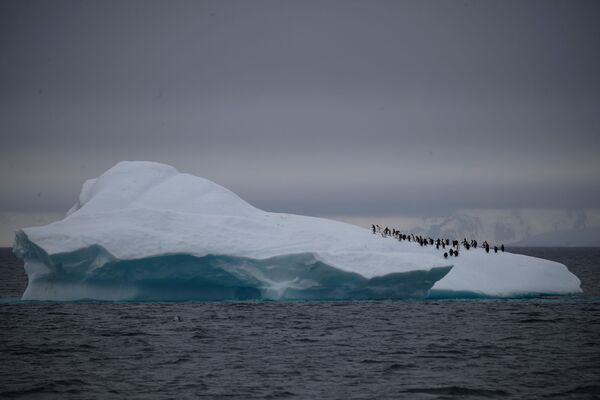 Группа антарктических пингвинов на айсберге - Sputnik Молдова