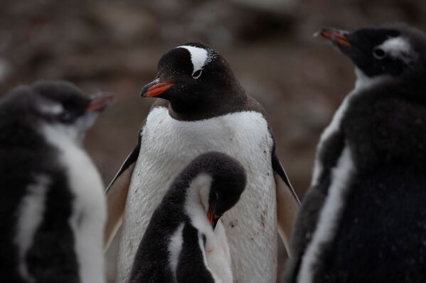 Колония субантарктических пингвинов в Антарктике - Sputnik Молдова