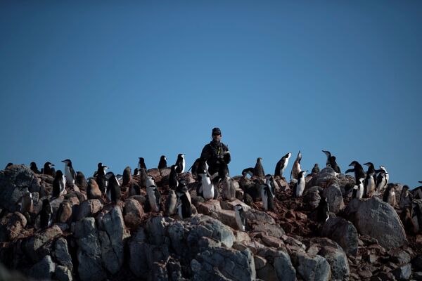  Ученый Стив Форрест подсчитывает количество пингвинов в колонии на острове Анверс, Антарктида - Sputnik Молдова