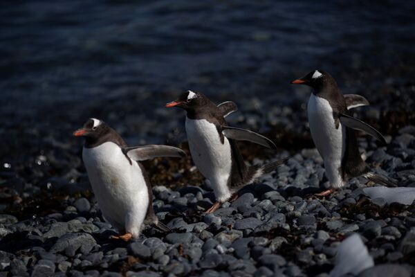 Группа пингвинов на мысе Квентин острова Анверс в Антарктиде - Sputnik Молдова