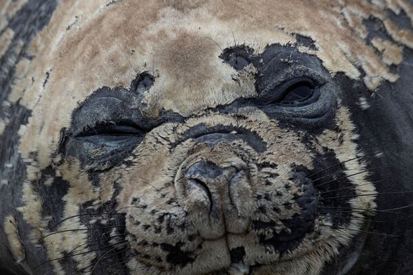 Тюлень лежит на вершине острова Snow, Антарктида - Sputnik Молдова