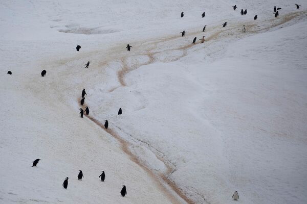 Колония антарктических пингвинов прогуливается вдоль горы на острове Two Hummock, Антарктида - Sputnik Молдова