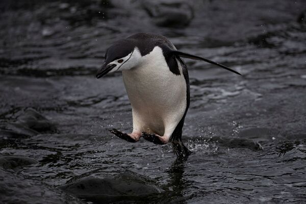 Антарктический пингвин прыгает в воду на острове Snow, Антарктида - Sputnik Молдова