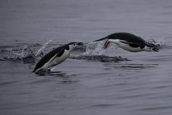 Пара антарктических пингвинов плавает у острова Two Hummock, Антарктида - Sputnik Молдова
