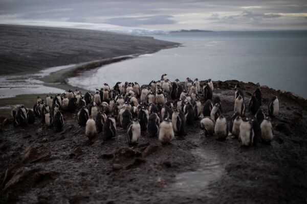 Колония антарктических пингвинов на острове Snow - Sputnik Молдова