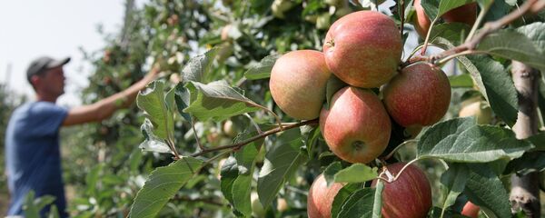 Сбор фруктов в Крыму - Sputnik Молдова