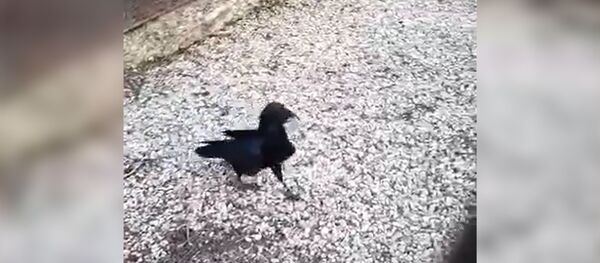 Ворона убирает мусор за посетителями Кишиневского зоопарка Ворона убирает мусор за посетителями Кишиневского зоопарка - Sputnik Молдова