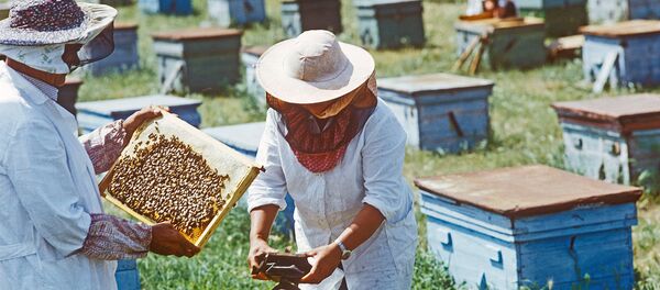 Ноу-хау пчеловода-изобретателя из Молдовы 30 лет никому не нужно - Sputnik Молдова