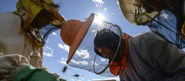 Долетит ли молдавская пчела до Европы - Sputnik Молдова