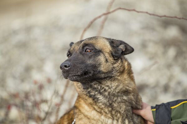 Служебные собаки Пограничной полиции Молдовы - Sputnik Молдова