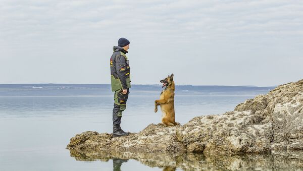Служебные собаки Пограничной полиции Молдовы - Sputnik Молдова