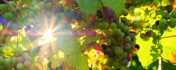 Виноград - Sputnik Молдова