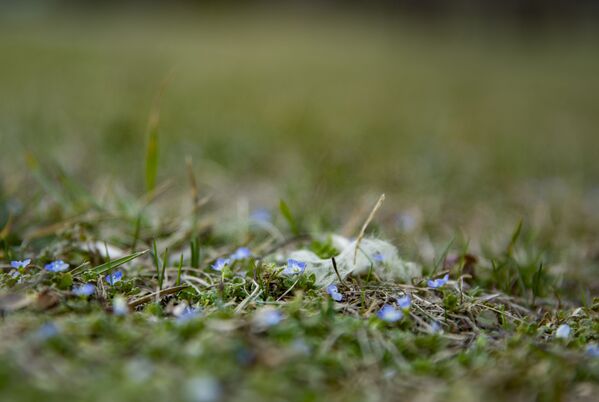 Сочная зеленая трава поражает своей изумрудной свежестью. - Sputnik Молдова