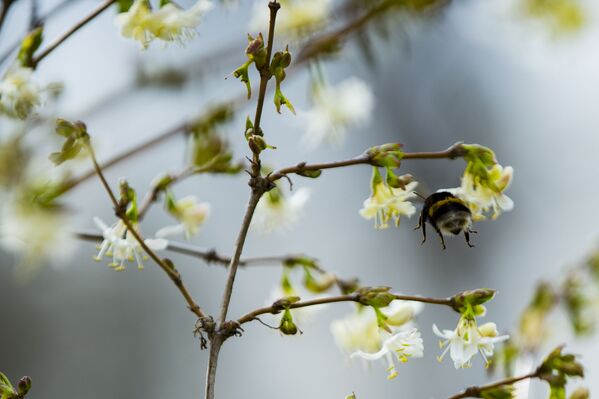 Нежные мартовские цветы завораживают своей красотой.  - Sputnik Молдова