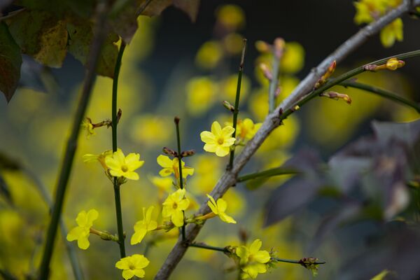 Желтые цветы - как символ солнца, которое так щедро дарит жителям Молдовы наступившая весна.  - Sputnik Молдова