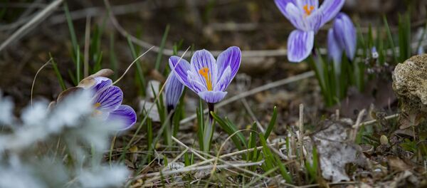 Весна в дендрарии: цветы распустились раньше времени. Весна в дендрарии: цветы распустились раньше времени. - Sputnik Moldova