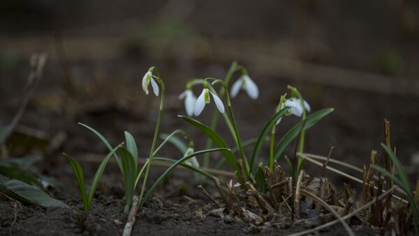 Весна в дендрарии: цветы распустились раньше времени. - Sputnik Moldova