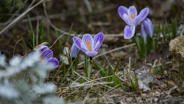 Весна в дендрарии: цветы распустились раньше времени. - Sputnik Молдова