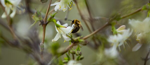 Primăvara la Dendrariu: florile au înflorit înainte de vreme. - Sputnik Moldova