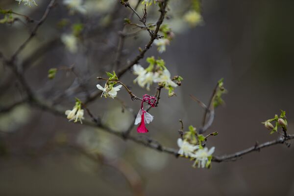 Unul dintre vizitatorii Parcului Dendrariu a legat de un ram simbolul primăverii - un „mărțișor”. - Sputnik Moldova