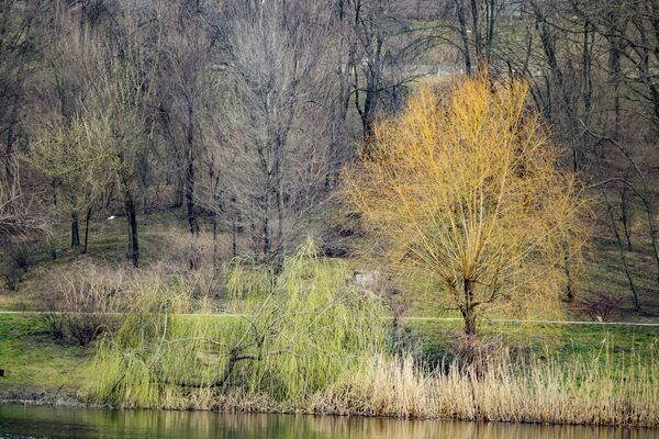 Peisaj de martie - abundență de culori și un aer îmbibat de aromele primăverii. - Sputnik Moldova